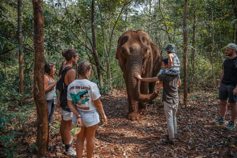 Ethical Elephant Sanctuary