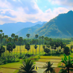 Rainy season rice field landscape