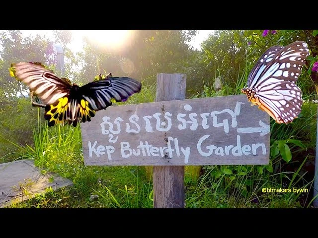 Kep Butterfly Farm